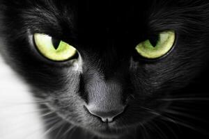 Close-up of a Black Cat's Intense Gaze photo