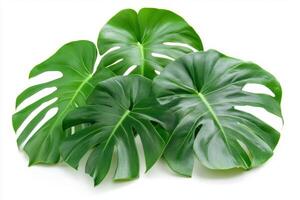 Stunning Monstera Leaves Displaying Tropical Beauty photo