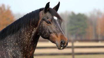 Stunning Horse Portrait in Profile photo