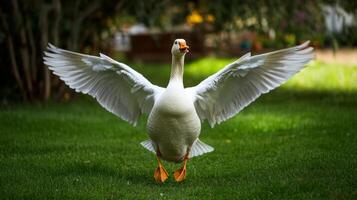 Majestic Goose Taking Flight in a Lush Garden photo