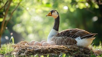 Goose Nurturing Eggs in a Natural Nest photo
