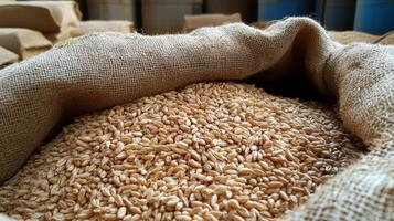 Wheat Grains in a Sack - A Bountiful Harvest photo