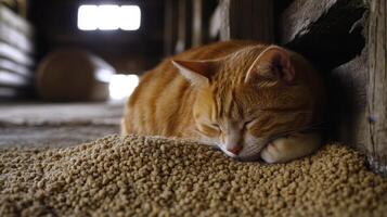 Orange Cat Napping on Grain Bed photo