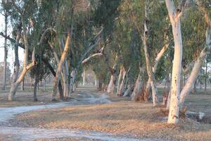 A dirt road that is lined with trees photo