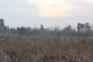 A field with tall grass,. photo