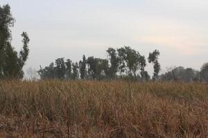 A field with tall grass and trees, photo