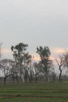 A field with trees and a sky photo