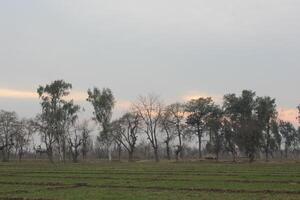 A field with trees and grass. photo