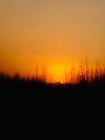 The sun sets behind a field of trees photo