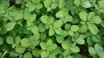 Close-up of Lush Green Foliage photo