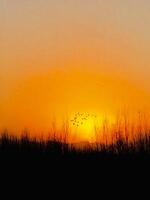 A sunset with birds flying over the trees photo