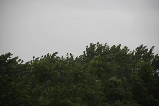 A plane flying over a forest with trees in the background photo