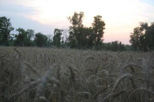 A field of wheat at sunset photo