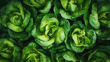 Fresh Green Lettuce Leaves - Vibrant and Healthy photo