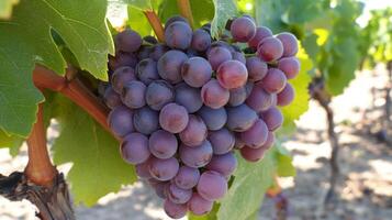 Close-up of a Cluster of Purple Grapes photo