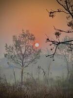 The sun rises over a field with trees and grass photo