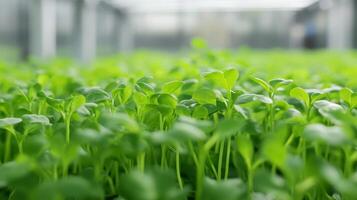 de cerca de vibrante microgreens foto