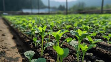 Closeup of vibrant young plants in a field photo