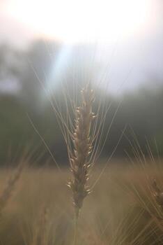 A close up of a wheat field with the sun in the background photo
