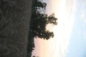 A field of tall grass photo