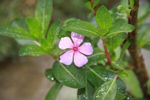 A small pink flower with water droplets on it photo