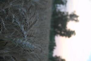 Wheat stalks with long, delicate awns stand prominently in the foreground photo