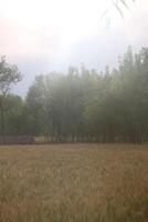A field with trees and grass in the background photo