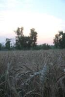 Wheat stalks with long, delicate awns stand prominently in the foreground, photo