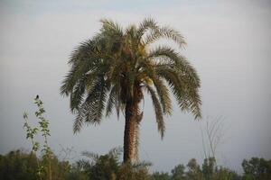 A palm tree with a bird sitting on top photo