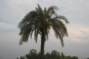 A palm tree with a cloud in the sky photo