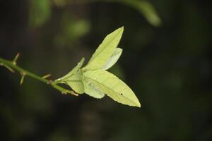 A green leaf on a branch with a green stem photo