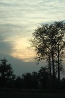 Silhouetted trees stand against an evening sky with soft hues of yellow and gray. photo