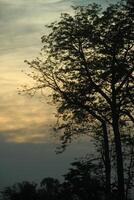 A tree silhouetted against a cloudy sky photo