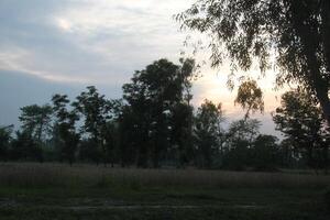 A field with trees and grass photo