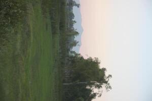 A field with a tree in the middle photo