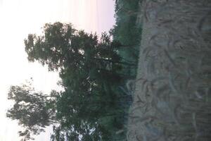 A view of a field with a tree in the background photo