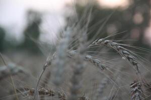 A close up of a field of wheat photo