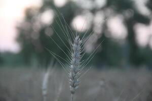 A close up of a wheat plant in a field photo