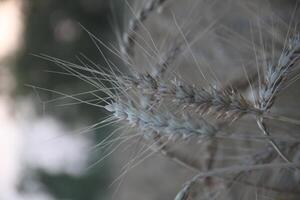 A close up of a wheat plant with a blurry background photo