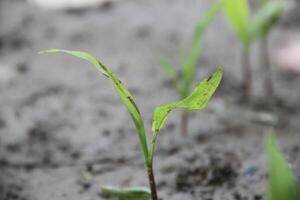 A small plant sprouting from the ground photo