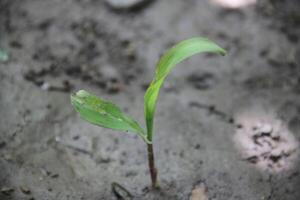 A small plant sprouting from the ground photo