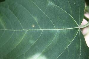A close up of a leaf with a white spot on it photo