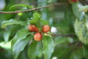 A small fruit on a tree branch with leaves photo
