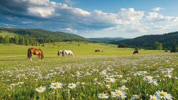 Horses Grazing in a Lush Meadow photo