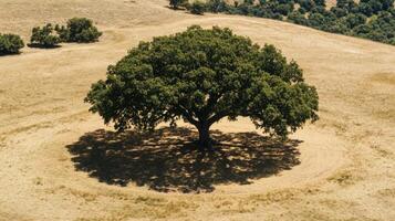 Majestic Oak Tree in a Dry Field photo