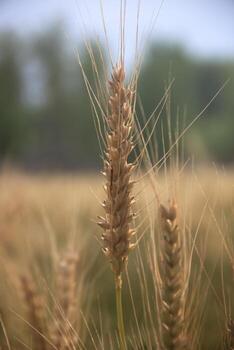 A close up of a wheat field with a tree in the background photo