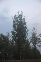 A large tree with a large leaf on it photo