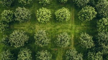 Aerial View of a Lush Green Orchard photo