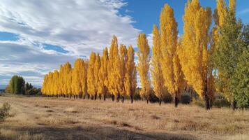 Autumnal splendor. A golden row of trees photo