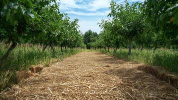 Scenic Orchard Path Lined with Straw photo